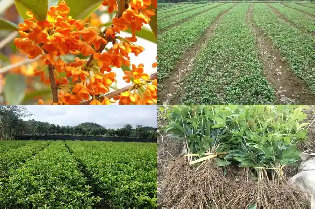 桂花寓意和象征意义1685408112737