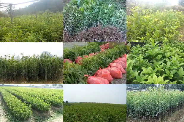 桂花寓意和象征意义1685408112785
