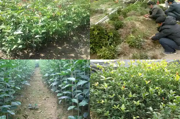 红桂花的寓意及花语和花语1685408122343