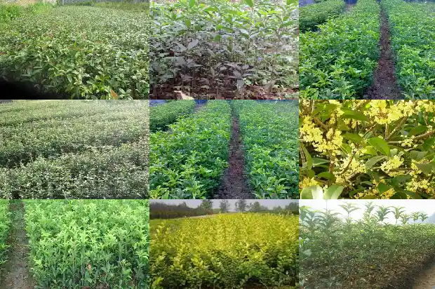 红桂花的寓意及花语和花语1685408122391