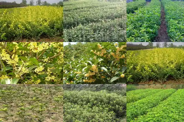 金桂花的寓意和象征是什么1685408134417