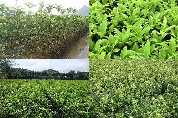 桂花象征着什么1685408152493