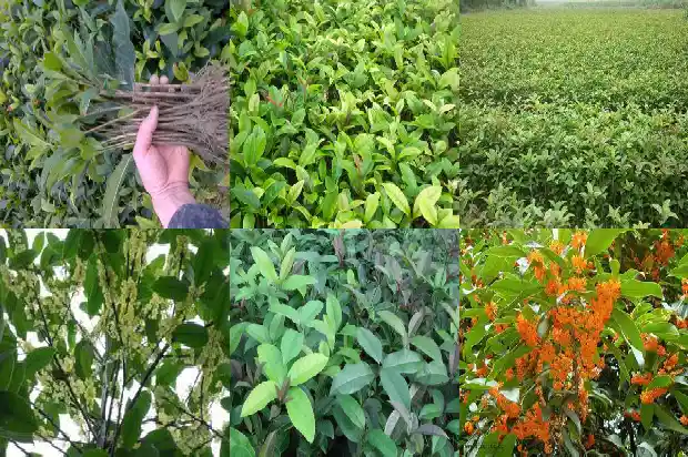 桂花象征着什么1685408152540