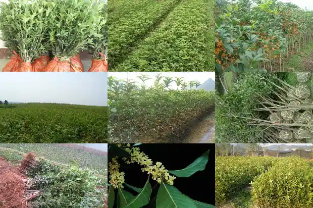 桂花的寓意及象征意义1685408169861