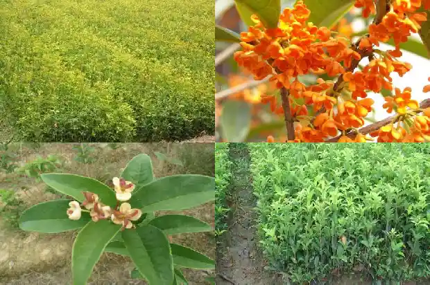 桂花的寓意及象征风水1685408179378