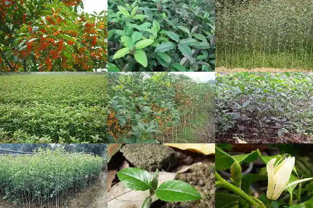 桂花什么寓意是什么1685408186621