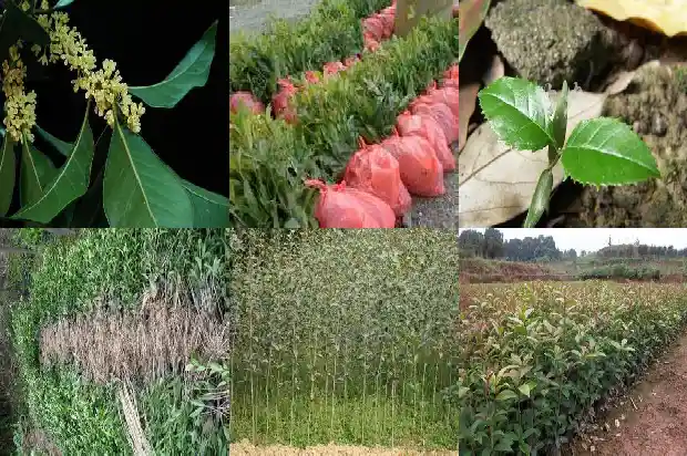 桂花什么寓意是什么1685408186667