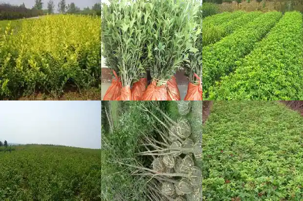 桂花寓意什么精神1685408198523