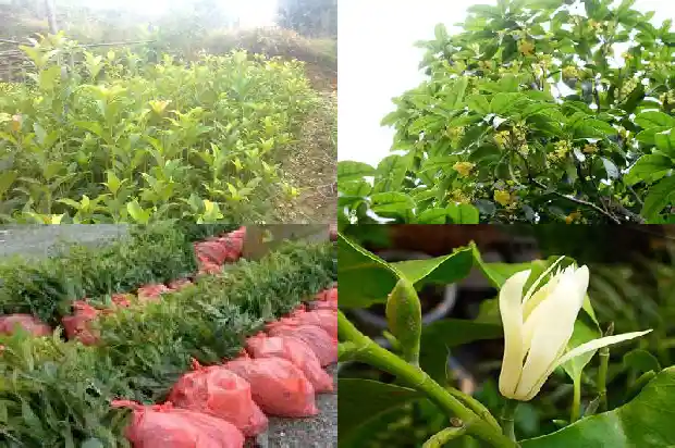 桂花可以直接泡水喝1689035141749