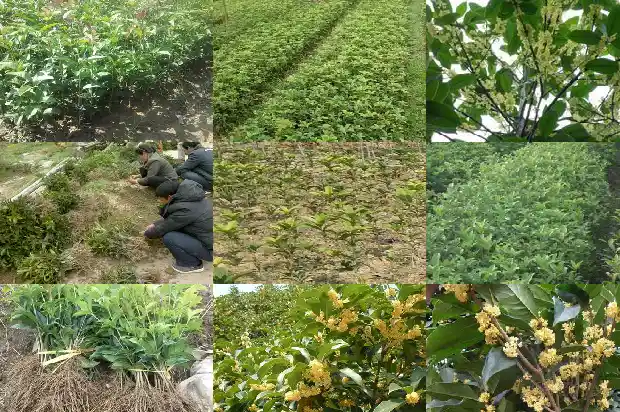 桂花寓意什么危险协作1685408206097
