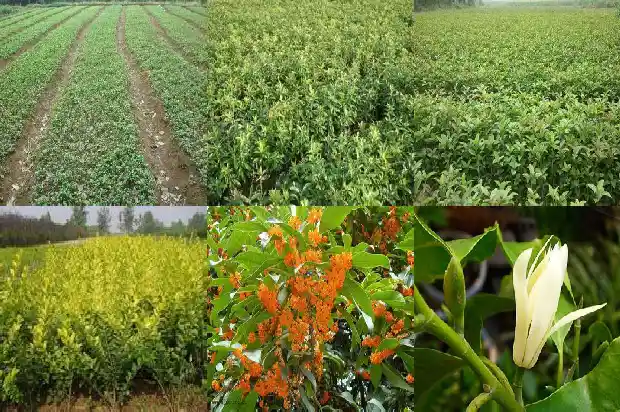 桂花象征意义是什么1685408223171