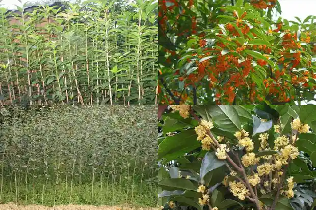 桂花的寓意象征和象征1685408235049