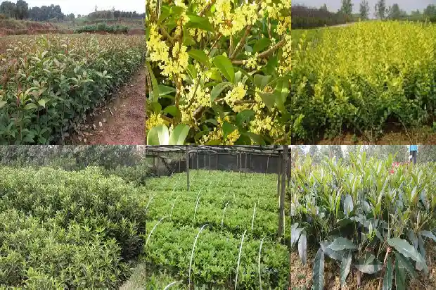 桂花的寓意象征和象征1685408235097