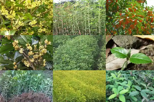 家种金桂花寓意什么1685408242449
