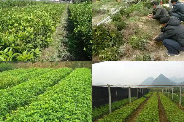 家种金桂花寓意什么1685408242497