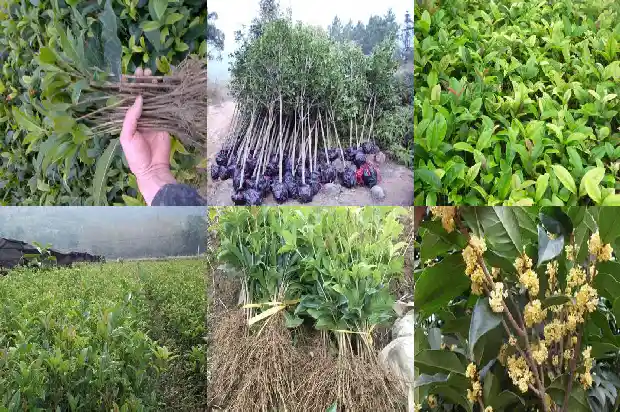 桂花树怎么养植1685408263611