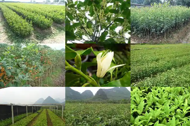 桂花树怎么养植1685408263659