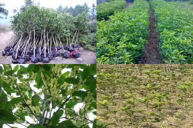 桂花树怎么养植1685408263706
