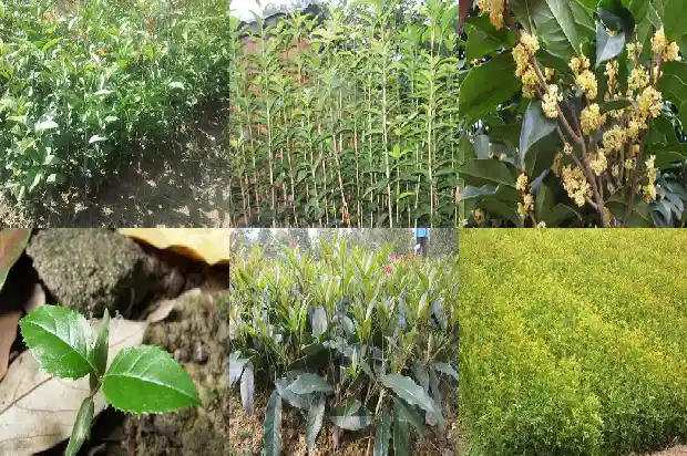 桂花木棉白桦云杉1685408275622