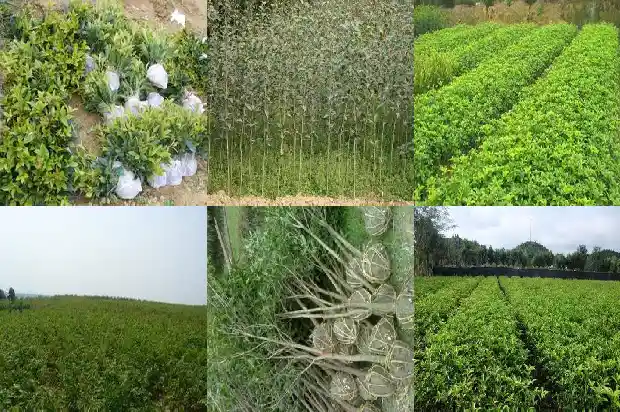 桂花木棉白桦云杉1685408275718