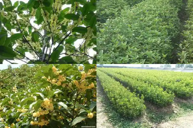 红花桂花树1685408285512
