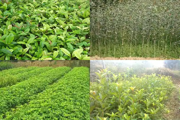 二十公分桂花树多高可以砍1690677835480