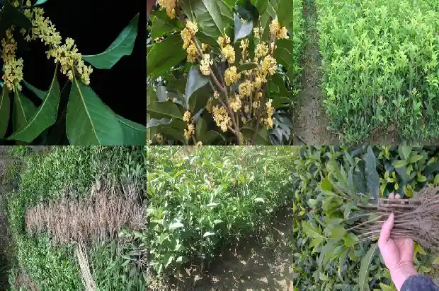 桂花树红花是金桂吗还是黄桂呢1685408322262