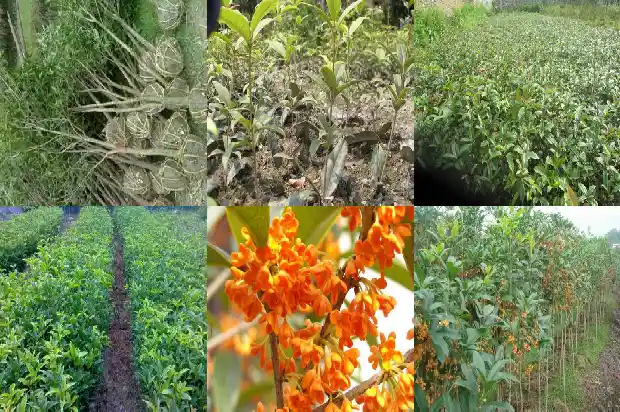 桂花树红花是金桂吗还是黄桂呢1685408322310
