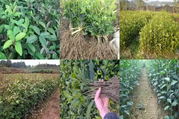 红花桂花树百科知识1685408341967