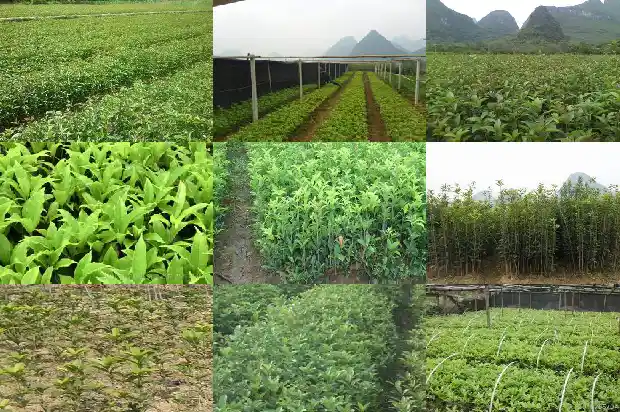 桂花树有假的吗?1685408358977