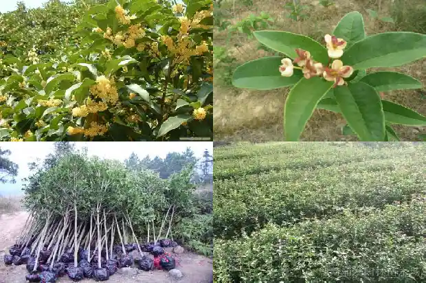 红花的桂花是什么品种1685408366643