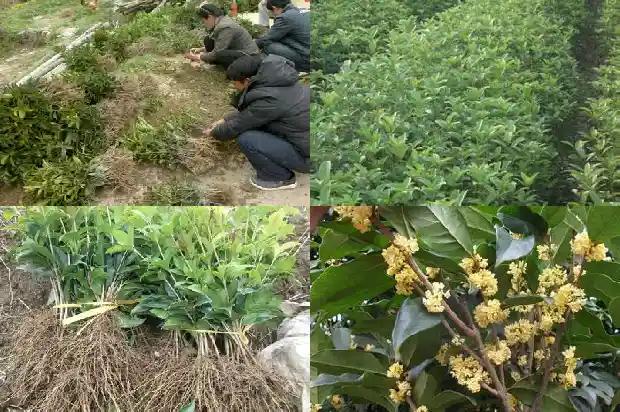 桂花金状元属于什么品种的花1685408378504