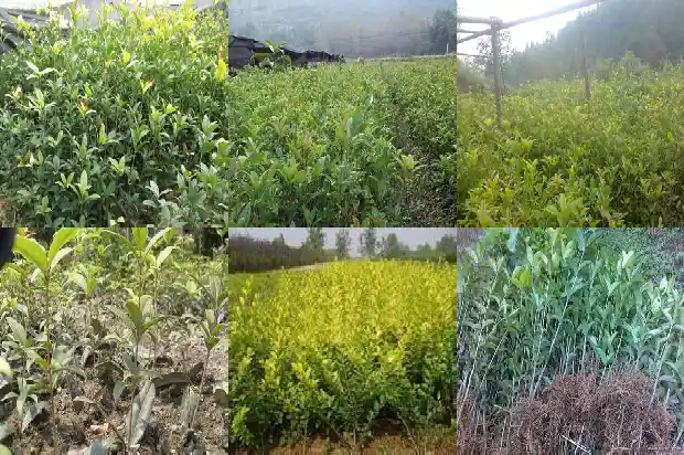状元桂花和其他桂花的区别是什么1685408390247