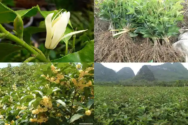 状元桂花和其他桂花的区别是什么1685408390295