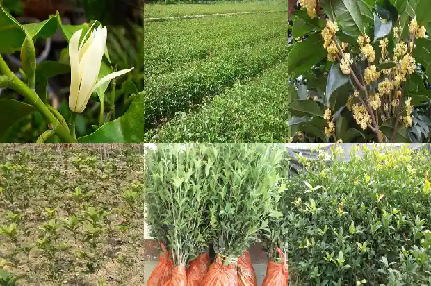 状元桂花树1685408399914