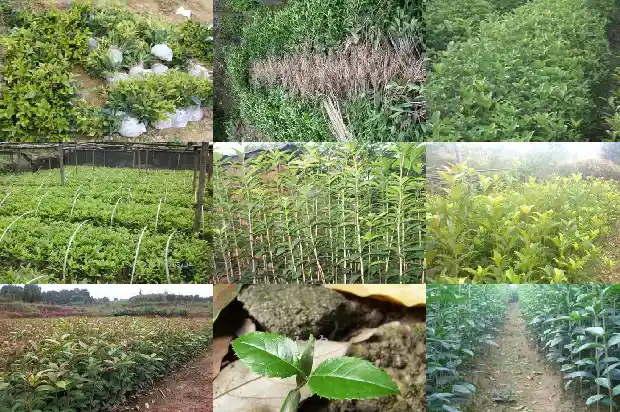 造型桂花树价格多少一棵好养活1688345978132