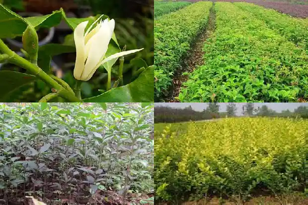 赏桂花饮桂花酒的介绍1685408426393