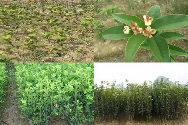 赏桂花饮桂花酒的介绍1685408426441