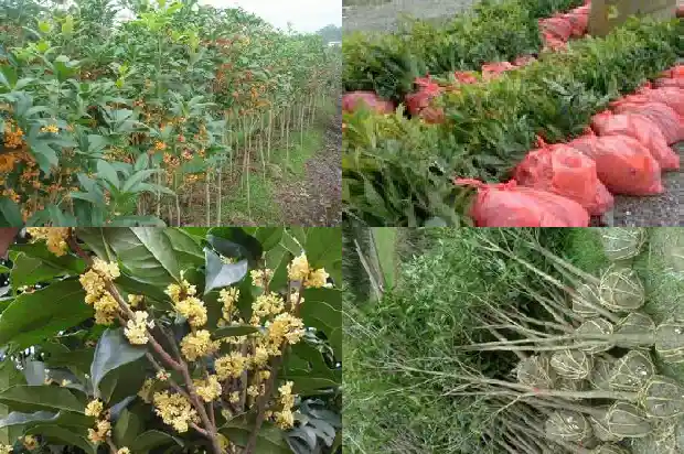 赏桂花饮桂花酒的介绍1685408426489