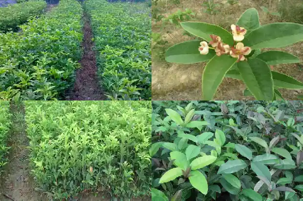 红色桂花香吗1685408433981
