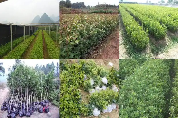 沉香桂和一般桂花有什么区别1685408450802