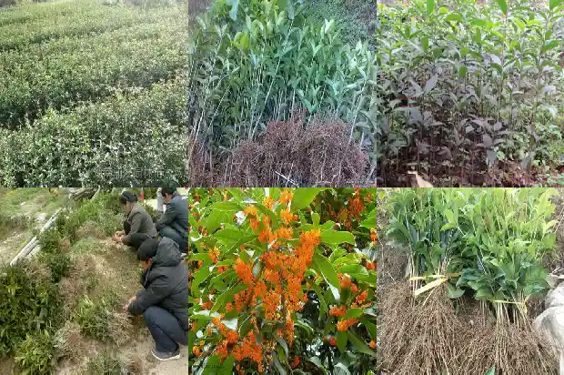 桂花怎么留住香味做香包1689313617439
