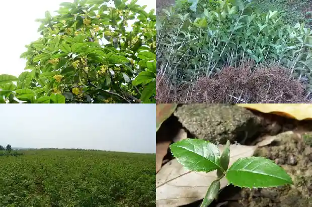 桂花可以和什么一起泡1689577103376