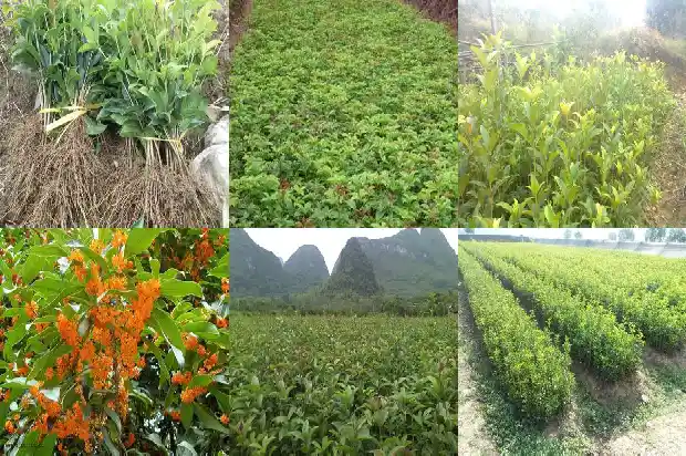 状元红桂花可以食用吗1685408474040