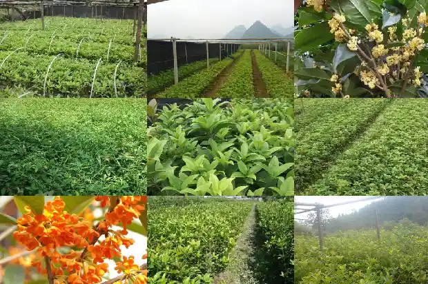 状元红桂花可以食用吗1685408474183