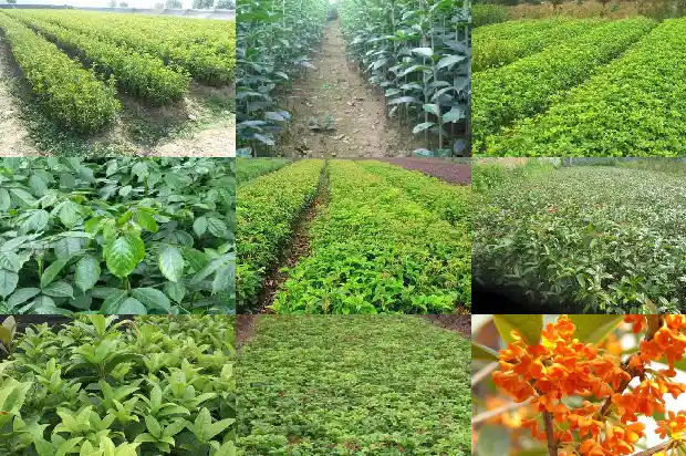 桂花在四季的生长变化1685408515386