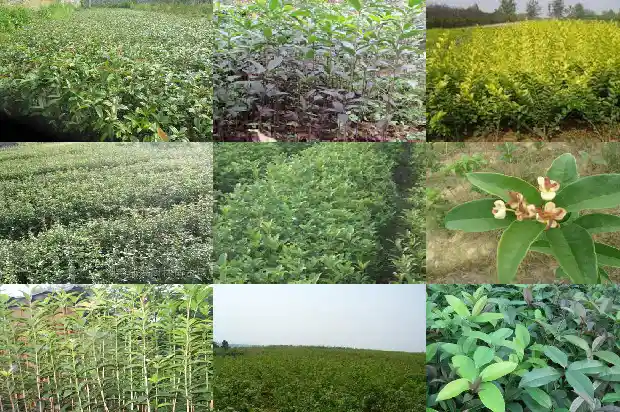 金桂花苞颜色发黑1685408533853