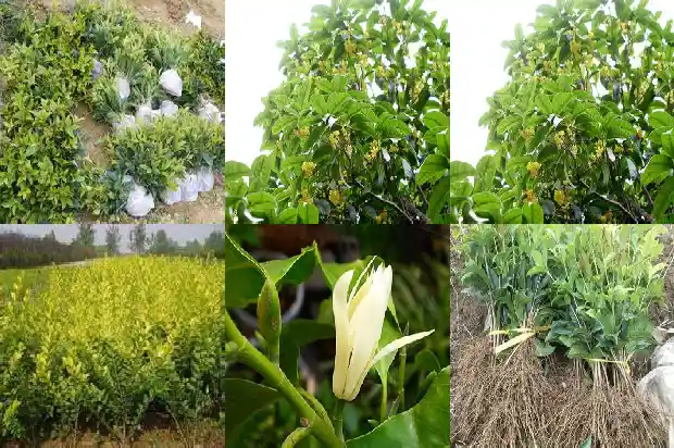 桂花花苞颜色1685408543465