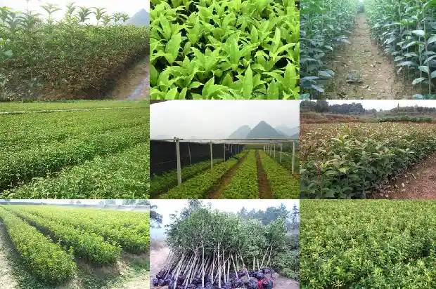 桂花花苞颜色1685408543512