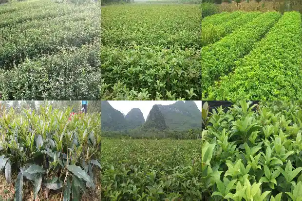 桂花为什么会开白色的花1685408598803